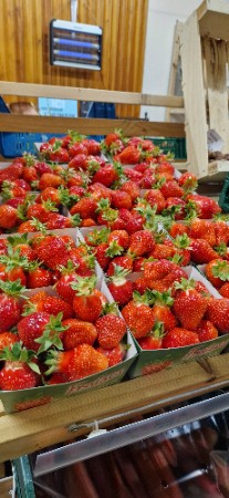 Commande de fraises ( cliquez ici)